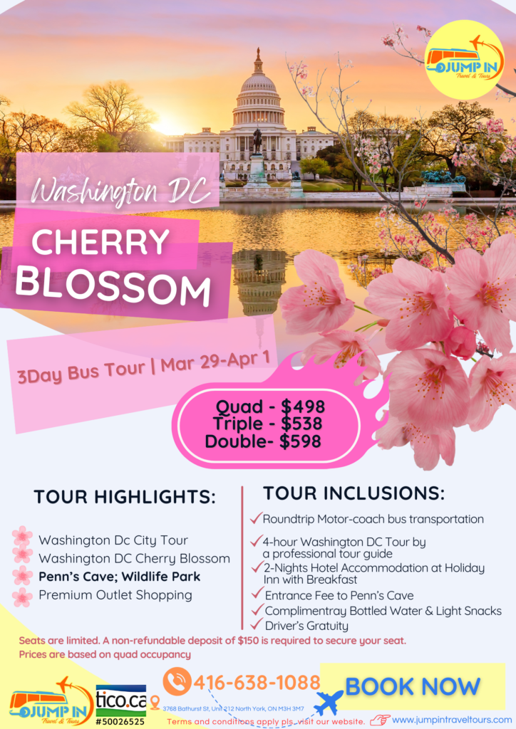 Cherry Blossom