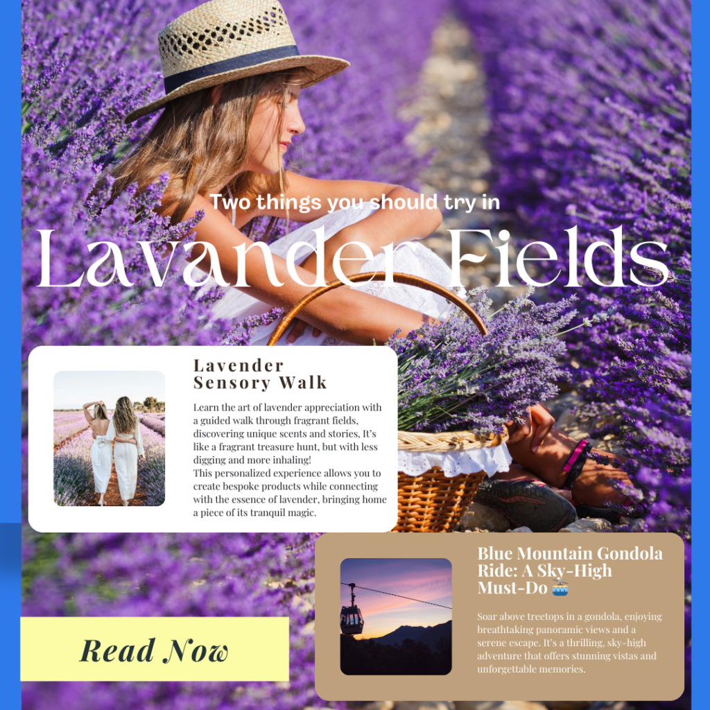 Lavander_Fields