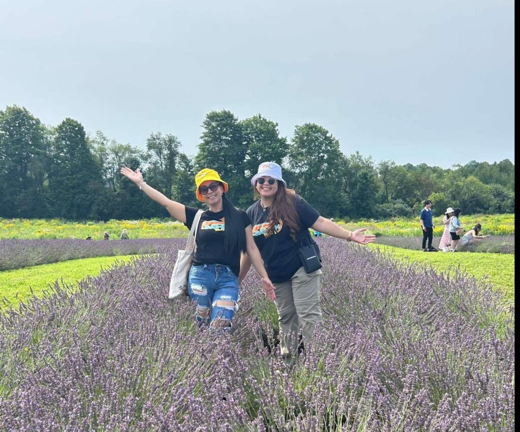 Lavender Fields